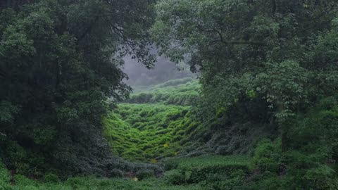 The tea garden on the mountaintop is raining