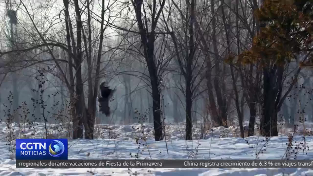 Binbin y Nini, las mascotas de los Juegos Asiáticos de Invierno en Harbin, son tigres siberianos