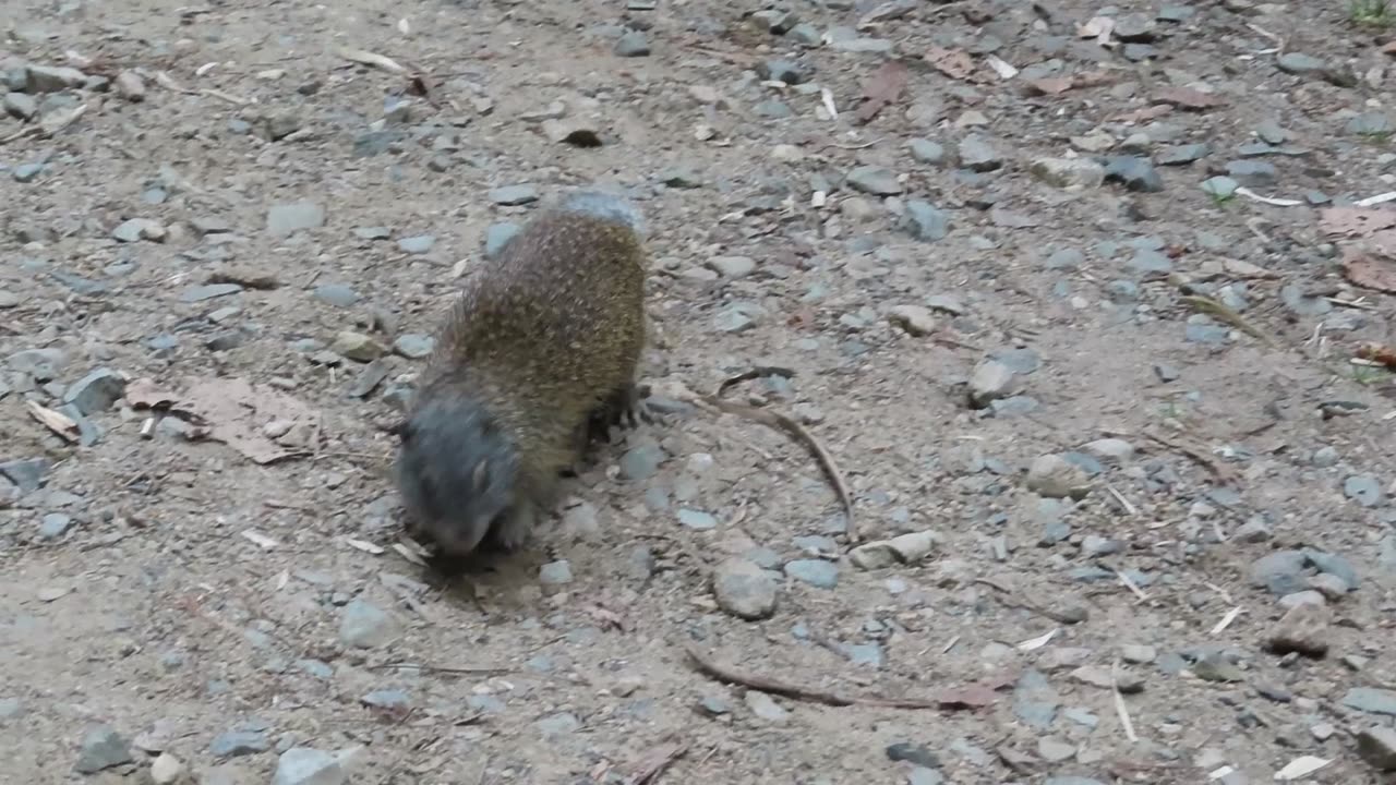 Ground Squirrel Northern MN