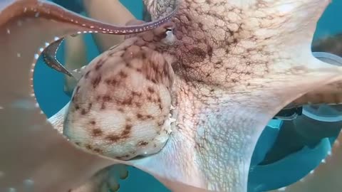 INCREDIBLE OCTOPUSES