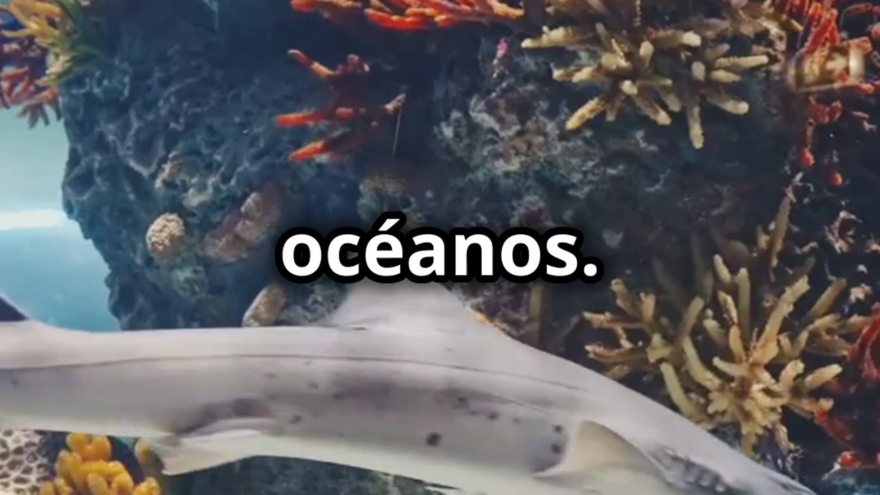 maravilla de los tiburones