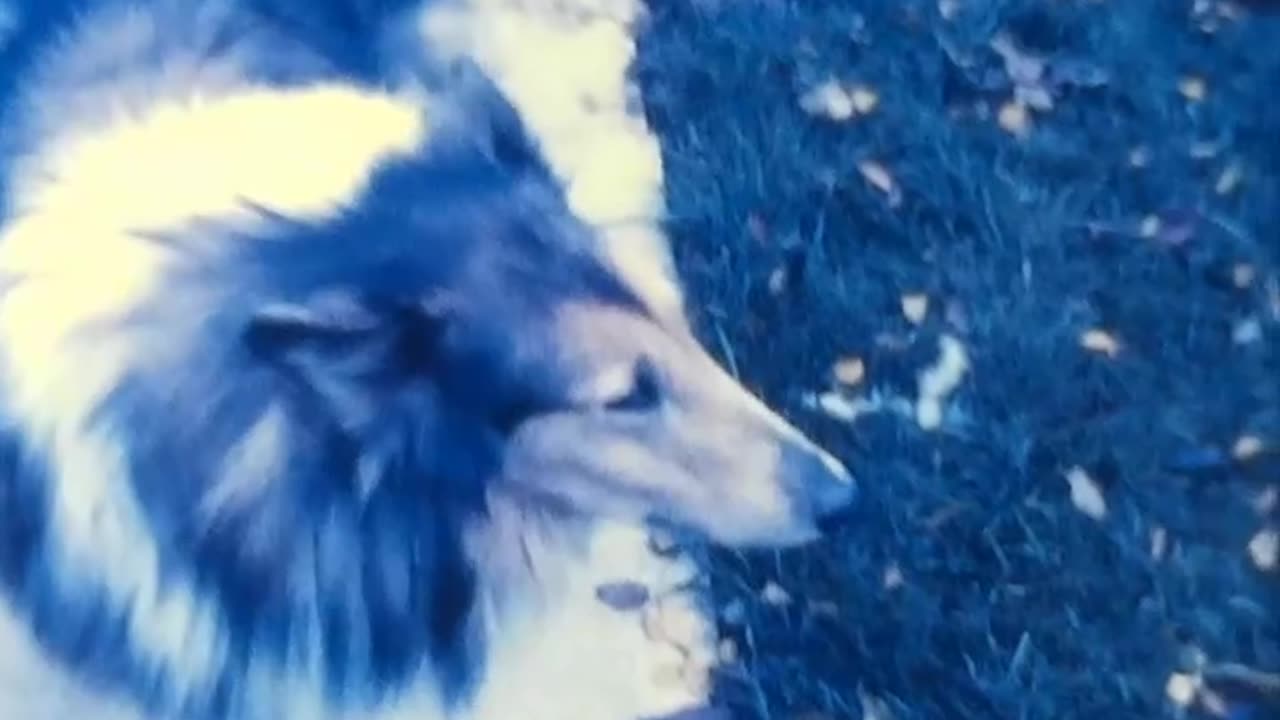 Brother Dan and Our Collie 1977