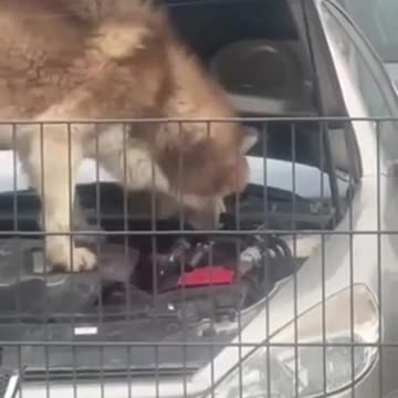The dog is messing up the motor