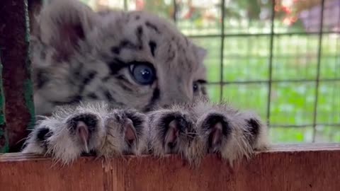 Snow leopard cub cuteness! Look at those eyes! You can help name our snow leopard cubs!