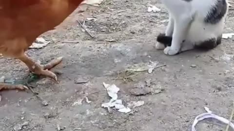 Funny Video