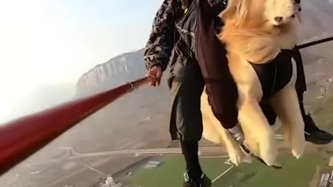 Golden retriever sky dives like a boss 😊