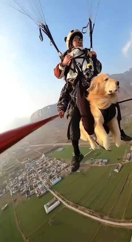 Golden retriever sky dives like a boss 😊