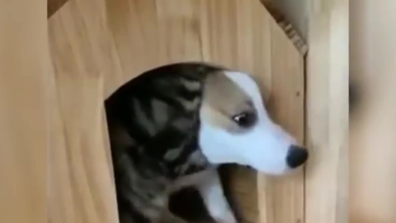 dog in their house