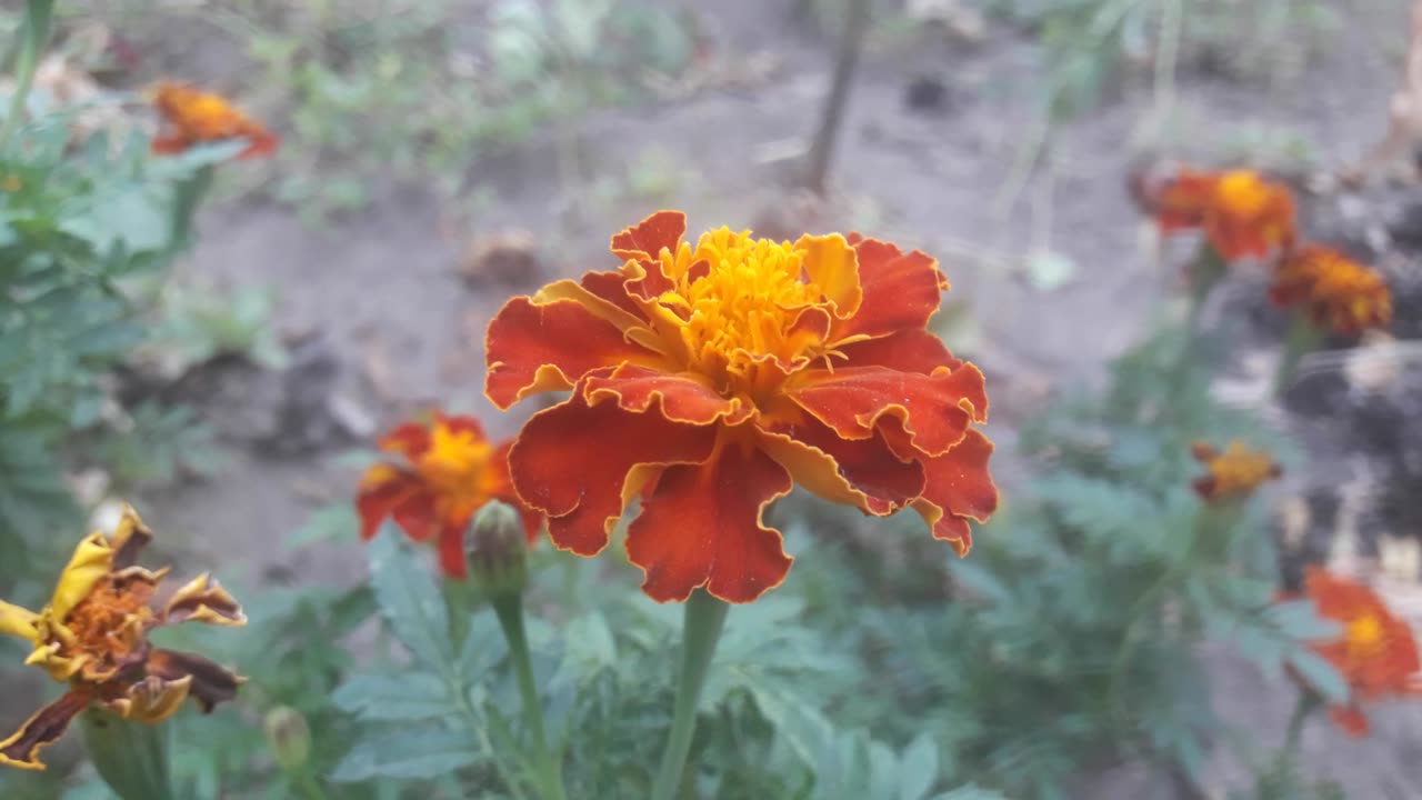 Marigold in profile