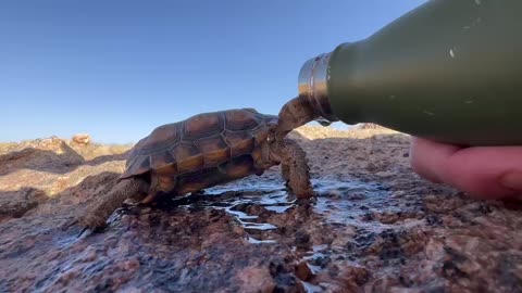 Namibian tortoise enjoying a drink