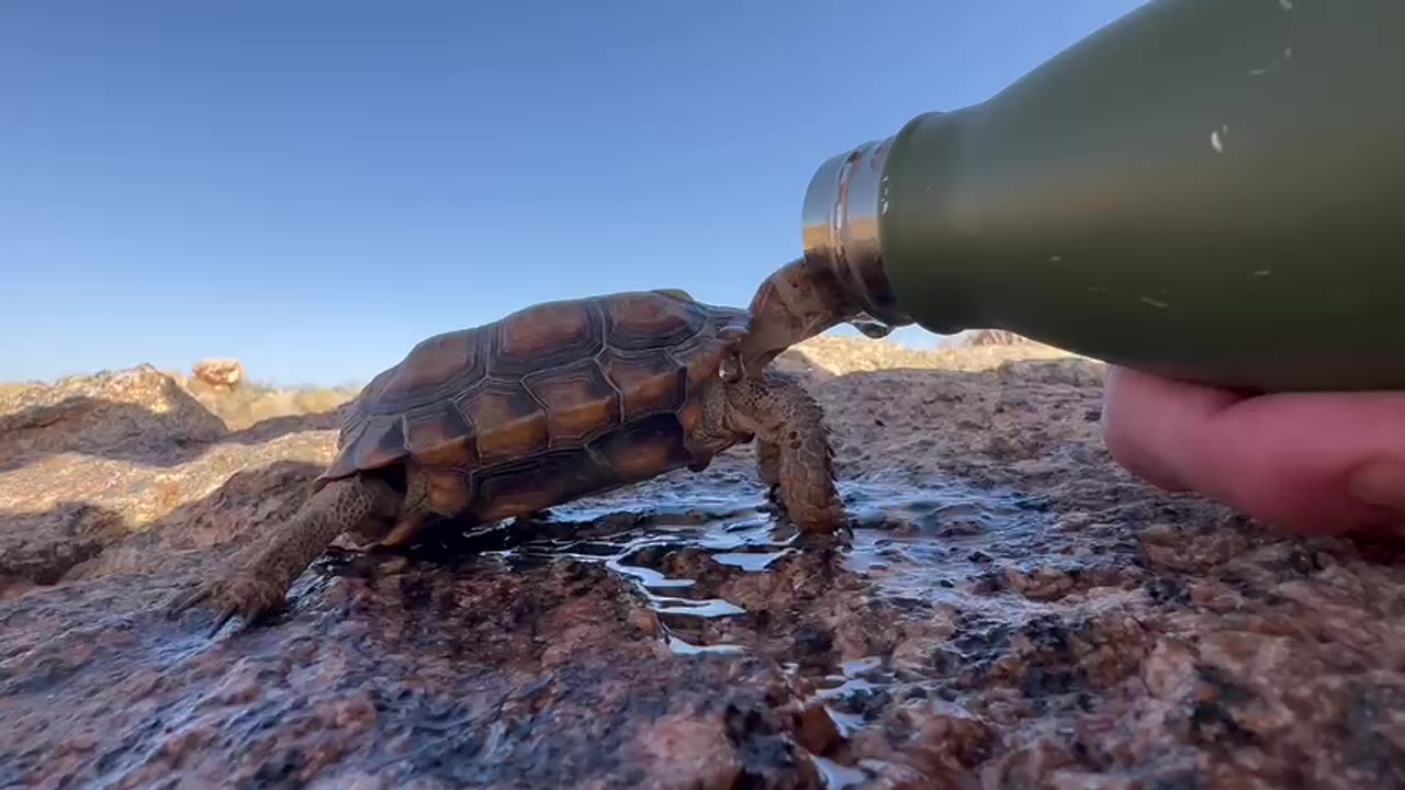 Namibian tortoise enjoying a drink