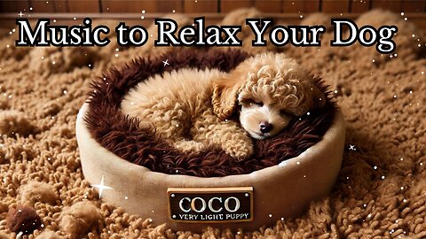 Music To Relax Your Dog