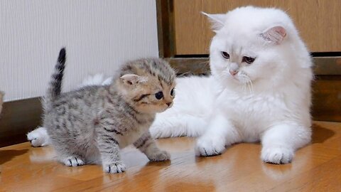 The kitten approaching the daddy cat to play with him was so cute.