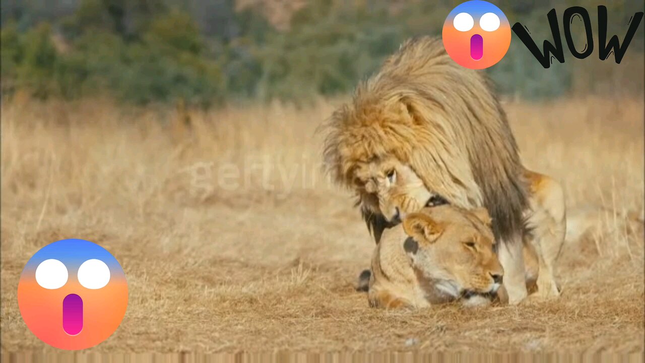 "Unbelievable Lion Mating Ritual Caught on Camera!"