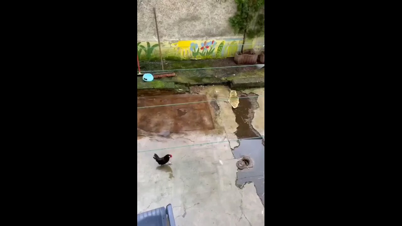 very dramatic fight chiken vs mouse