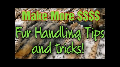 How to properly stretch your cats to get the most money from the buyers! Tips from the Fur Buyers!