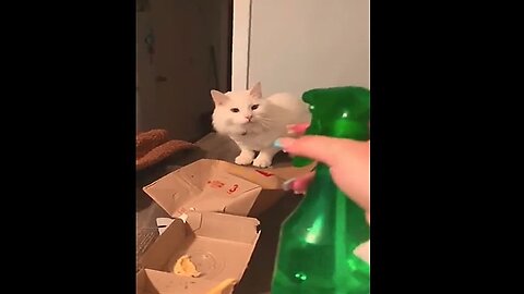 Funny Animals Compilation 65