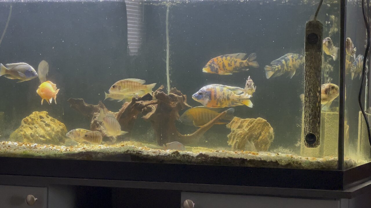 Tank is clearer