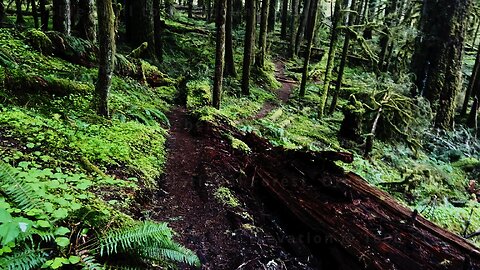 Rainforest Backcountry Camping Zone @ Salmon River Trail! | 4K Hiking Salmon-Huckleberry Wilderness