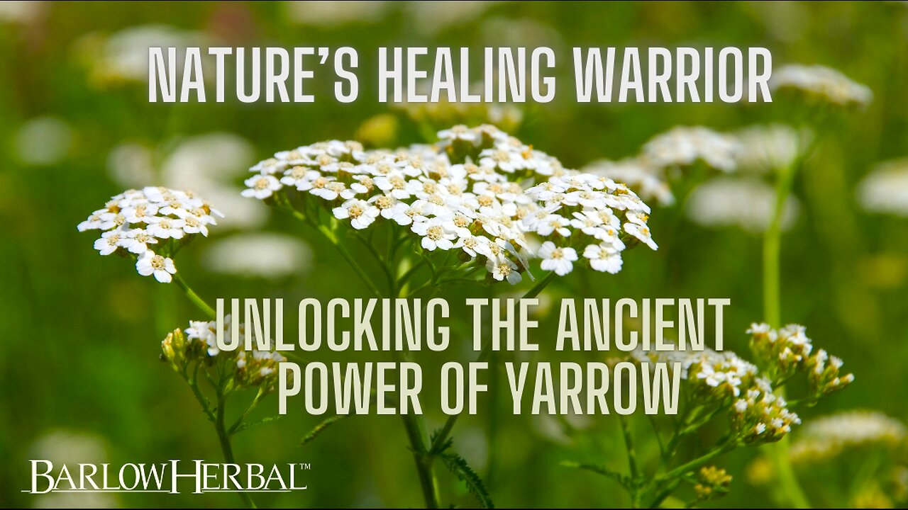 The Health Benefits of Yarrow