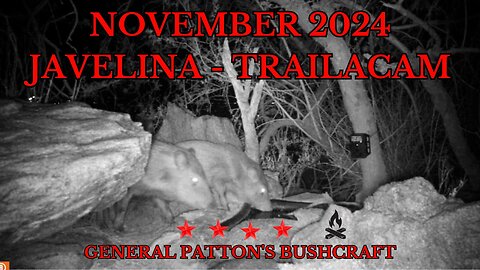 NOVEMBER 2024 JAVELINA - TRAILCAM FOOTAGE