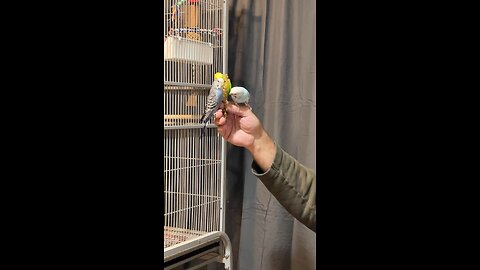 Budgies play time