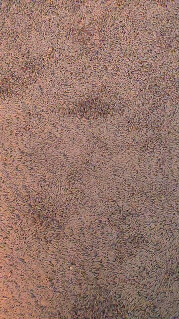 test primary category