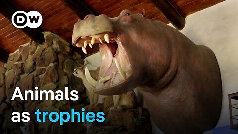 Trophy hunting_ A cruel hobby or species conservation? | DW Documentary