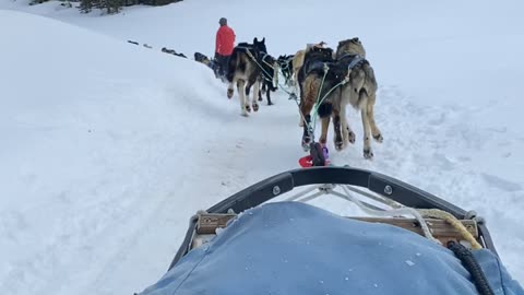 Dog Sledding in Big Sky