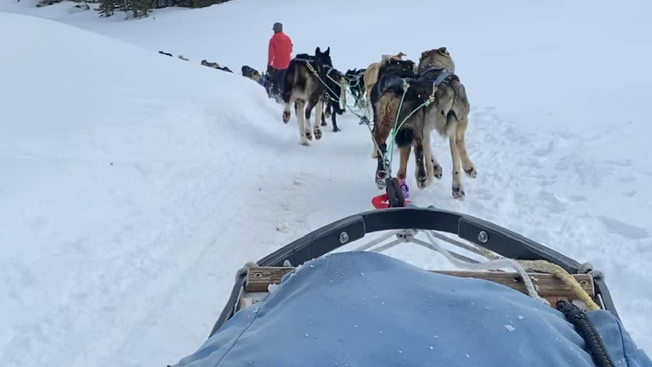 Dog Sledding in Big Sky