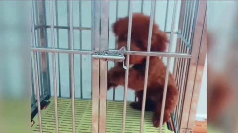 Pawsitive Punishment: The Cutest Jailbreak Ever! (Dog Edition)