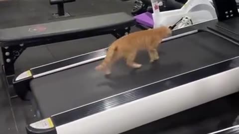 Cat Using Treadmill