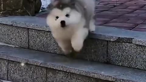 Dog funny puppy