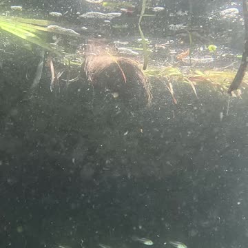 Any Day Snorkeling Is A Good Day!!