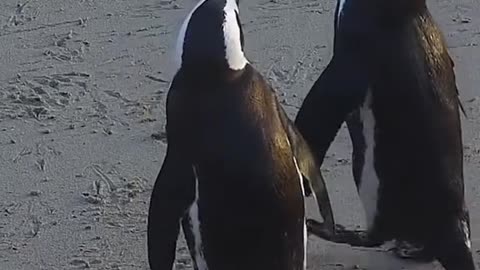 This is a Penguin courtship dance