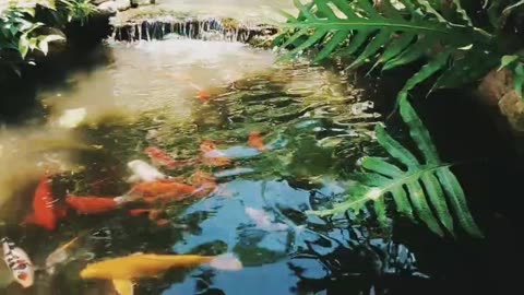 Beautiful fishes in Different Colors | Cute and Colorful Baby Fishes Underwater #FishLovers #fishes