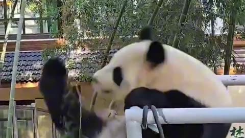 The Adorable Panda:Facing Extinction & Spreading Joy