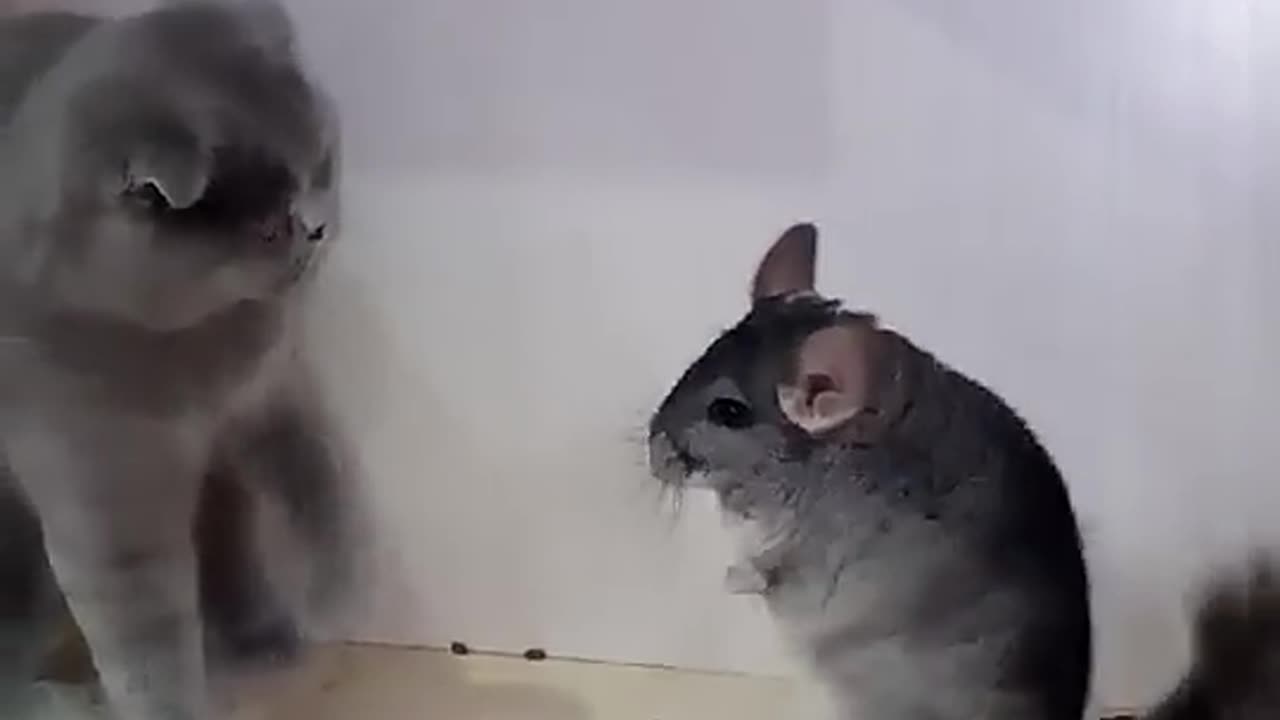 Big rat beats a cat😮