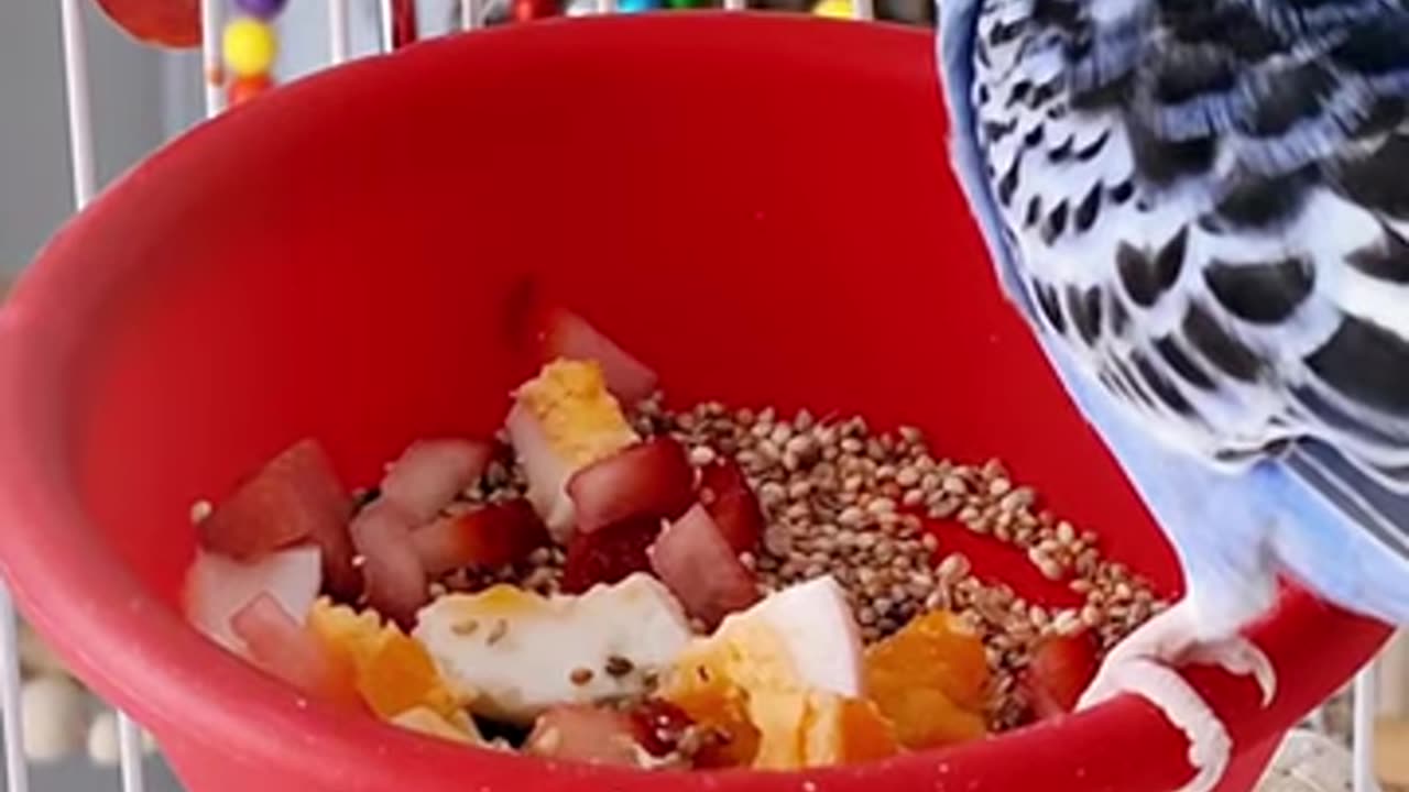 HD parrot video viral beauty famous usa canada german new