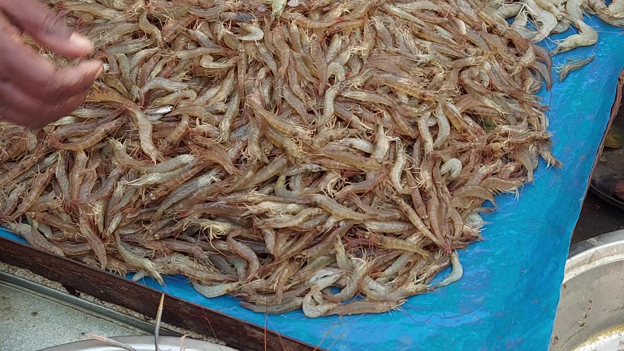 Live prawns