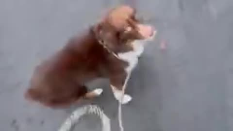 Dog walking human gets mad after it gets off leash