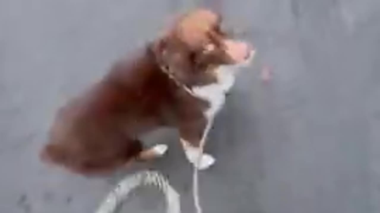 Dog walking human gets mad after it gets off leash