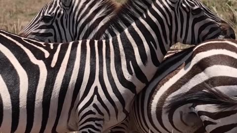 🦓 Why do zebras put their heads on each other's backs?