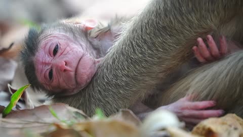 New Year newborn Baby Monkey of Mom Jill Just was Born Today