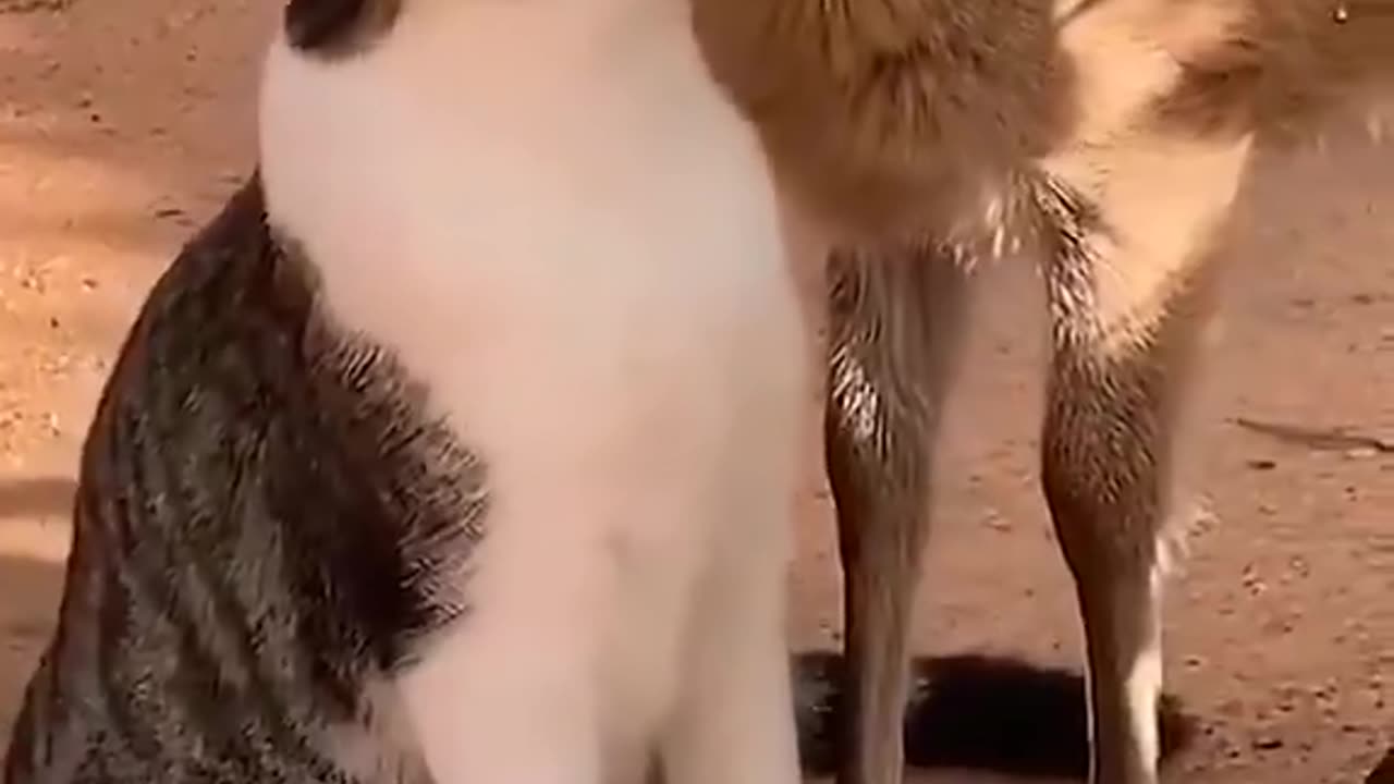 Unexpected friendships are the sweetest! ♥️🐶