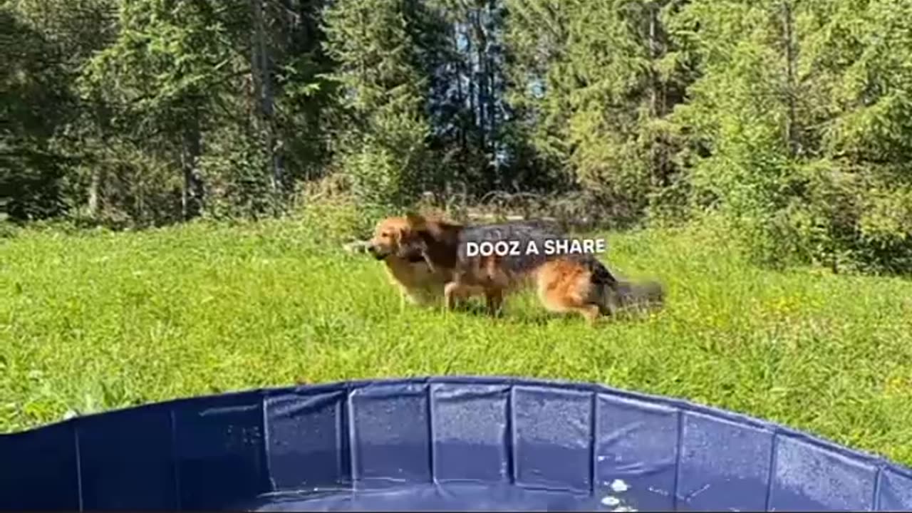 Dogs