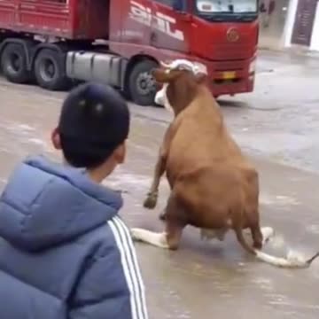 Cow Funny Video