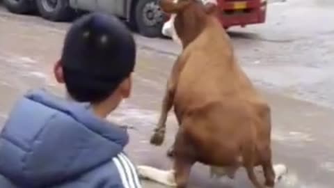 Cow Funny Video