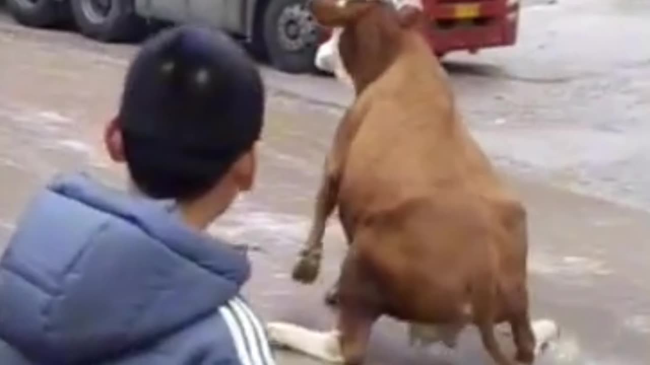 Cow Funny Video