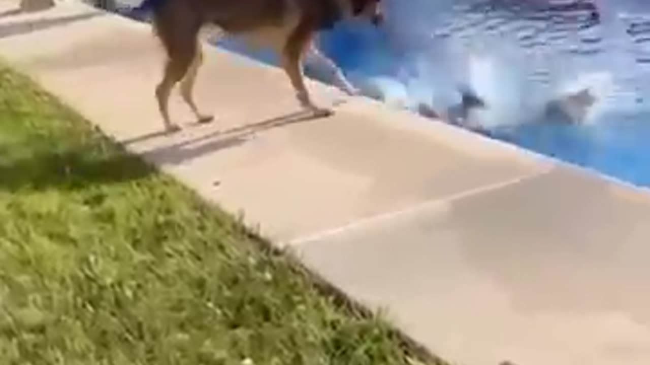 Funny Animals 2024 😂 - Funniest Cats and Dogs video 🐱 🐶 #shorts